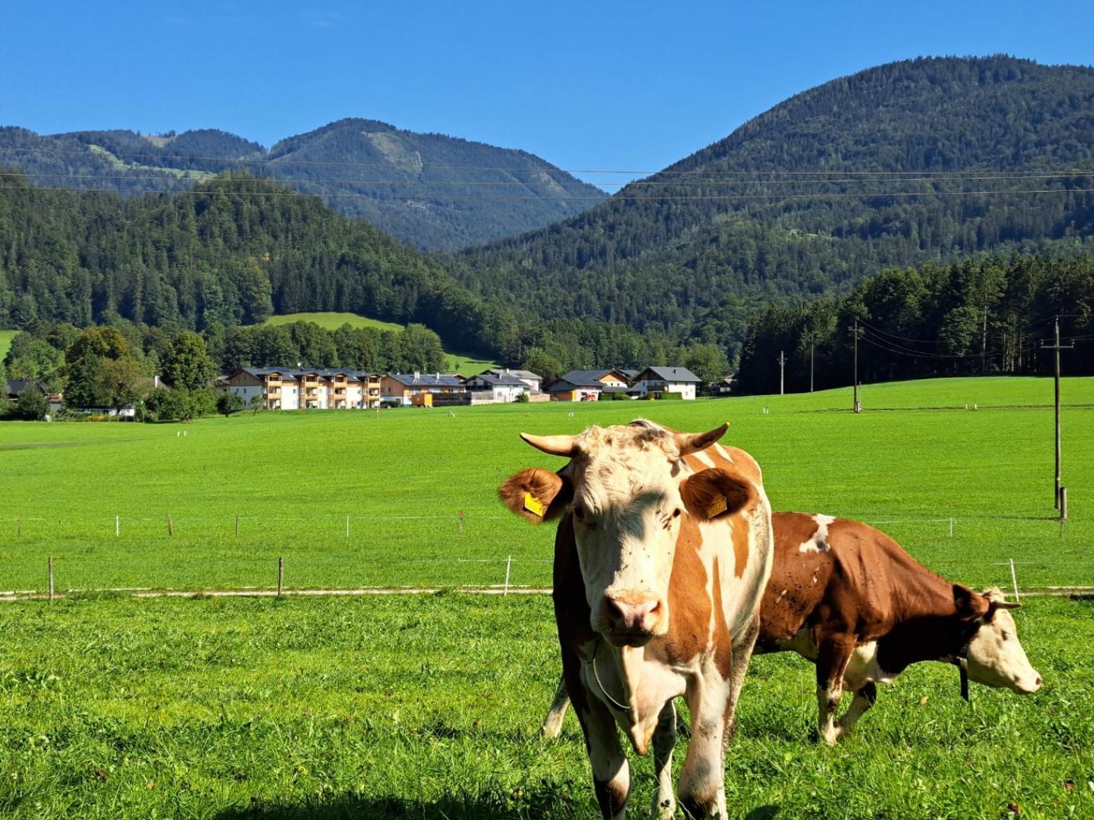 Ferienhütte Wolfgangsee Saint Wolfgang Exterior foto
